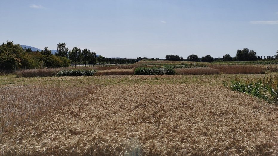 Feldversuchsfläche in Steinbach Fruchtartenversuch auf der Versuchsfläche in Steinbach im Juli 2020, angebaut wurden die Kulturen Winterraps, Winterweizen, Wintertriticale, Winterdinkel, Sojabohnen und Körnerhirse.