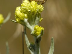 Strohblume mit Feldheuschreckenlarve