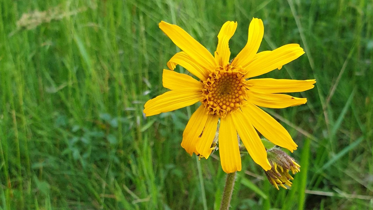 Arnica montana mit ihren attraktiven gelben Blüten, die im Sommer zu sehen sind. 
