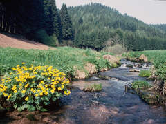 Naturschutzgebiet Köllbachtal mit Seitentälern - Köllbachaue