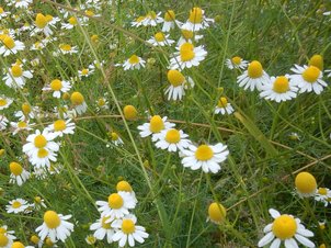 Echte Kamille (Matricaria chamomilla)
