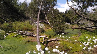 Vernässung und moortypische Vegetation an den Grabensperren, die 2020 zur Erprobung gebaut wurden. 