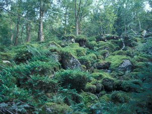 Blockhalde im Naturschutzgebiet "Felsenmeer"