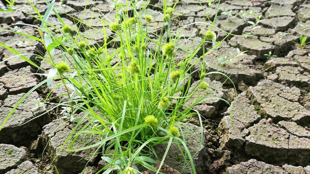 Der trockene Teichboden wird grün - die seltene Zyperngras-Segge wächst auf. 