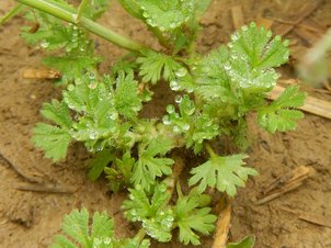 Acker-Frauenmantel (Aphanes arvensis)