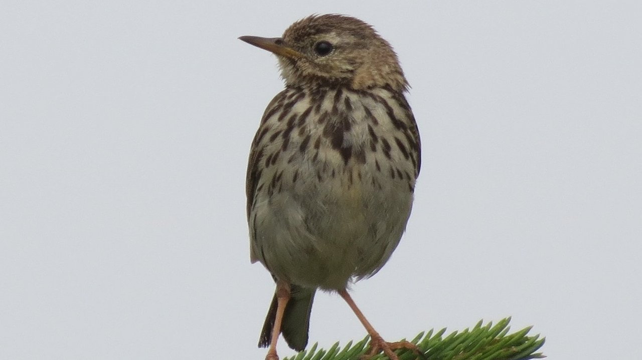 Wiesenpieper
