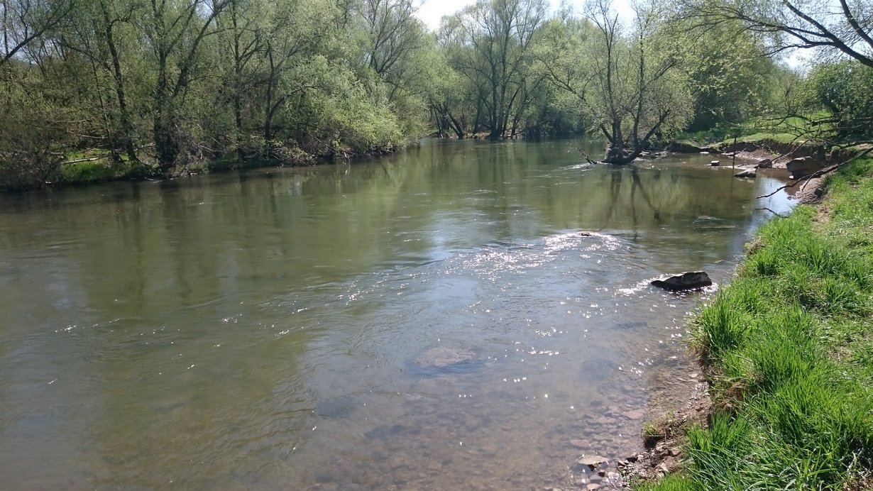 Naturnaher Neckarabschnitt bei Heidelberg-Wieblingen