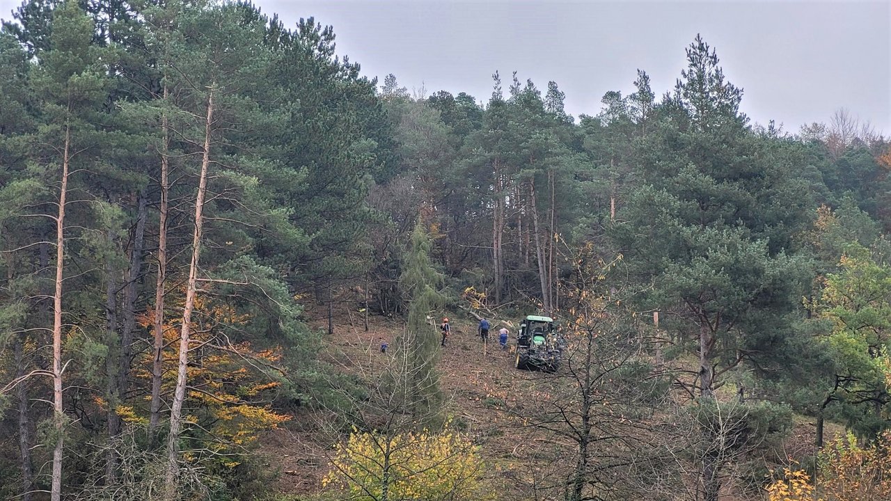Freistellung einer Wacholderheide im NSG „Dallauer Tal"