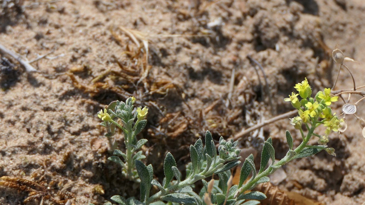 Als typische Vertreter der Sandrasen hat das Sand-Steinkraut die neuen Offenflächen im Naturschutzgebiet Brühlwegdüne bereits erfolgreich besiedelt