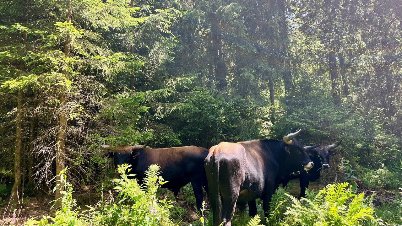 Heckrinder sind beeindruckende Tiere, die dem ausgerotteten Auerochsen ähneln.