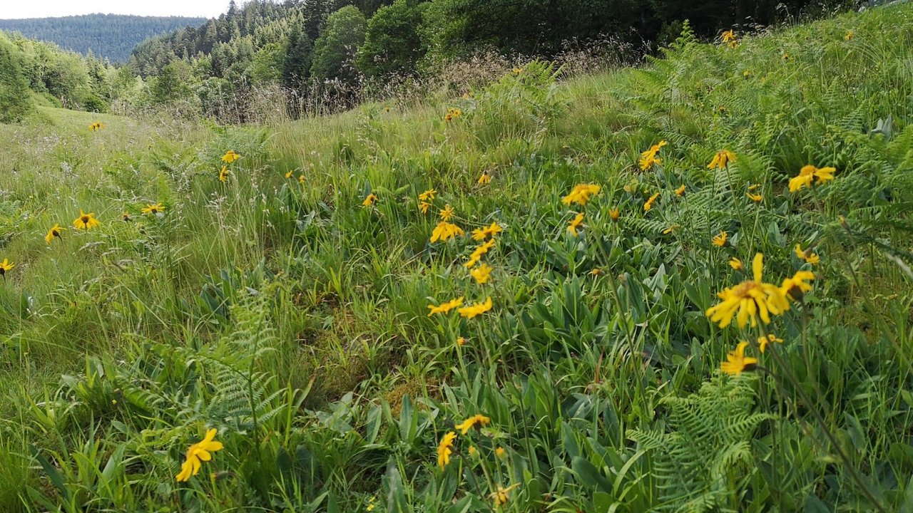 Arnika auf einer Wiese im Kreis Freudenstadt. Bildquelle