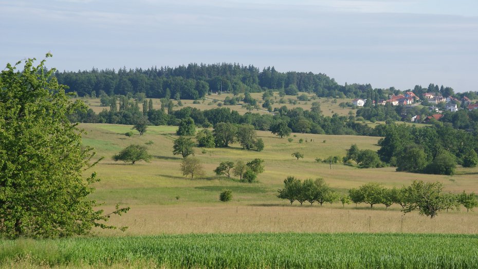 Mangementplan Bocksbach obere Pfinz, Blick Richtung Ittersbach, Copyright: Regierungspräsidium Karlsruhe Mangementplan Bocksbach obere Pfinz, Blick Richtung Ittersbach, Copyright: Regierungspräsidium Karlsruhe
