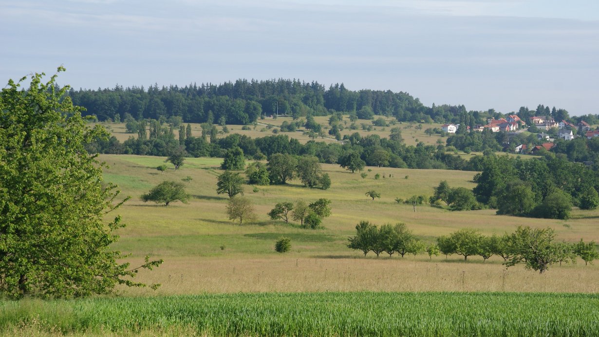 Mangementplan Bocksbach obere Pfinz, Blick Richtung Ittersbach, Copyright: Regierungspräsidium Karlsruhe Mangementplan Bocksbach obere Pfinz, Blick Richtung Ittersbach, Copyright: Regierungspräsidium Karlsruhe