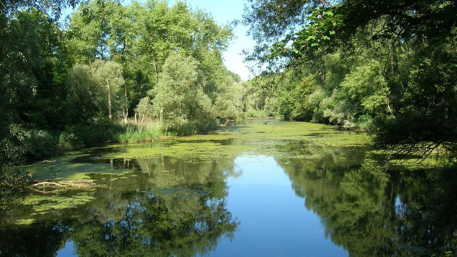 Naturschutzgebiet Russheimer Altrheim - Elisabethenwört Altrheinarm bei Dettenheim-Rußheim mit Auenvegetation