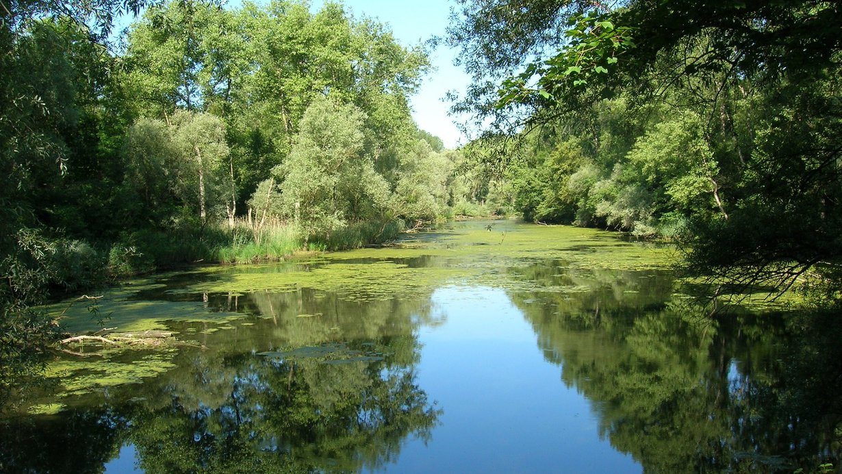 Altrheinarm bei Dettenheim-Rußheim mit Auenvegetation