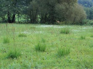 Pfeifengraswiese mit Großem Wiesenkopf