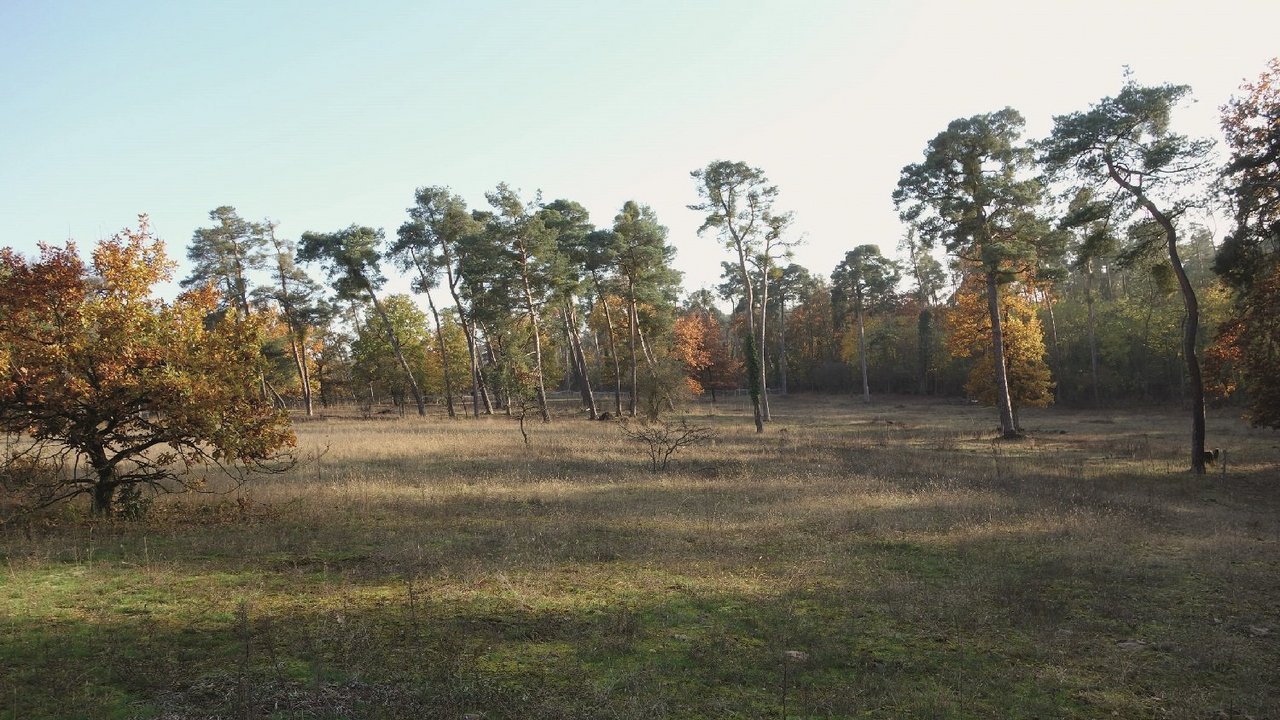 Lichter Kiefernwald mit Sandrasen