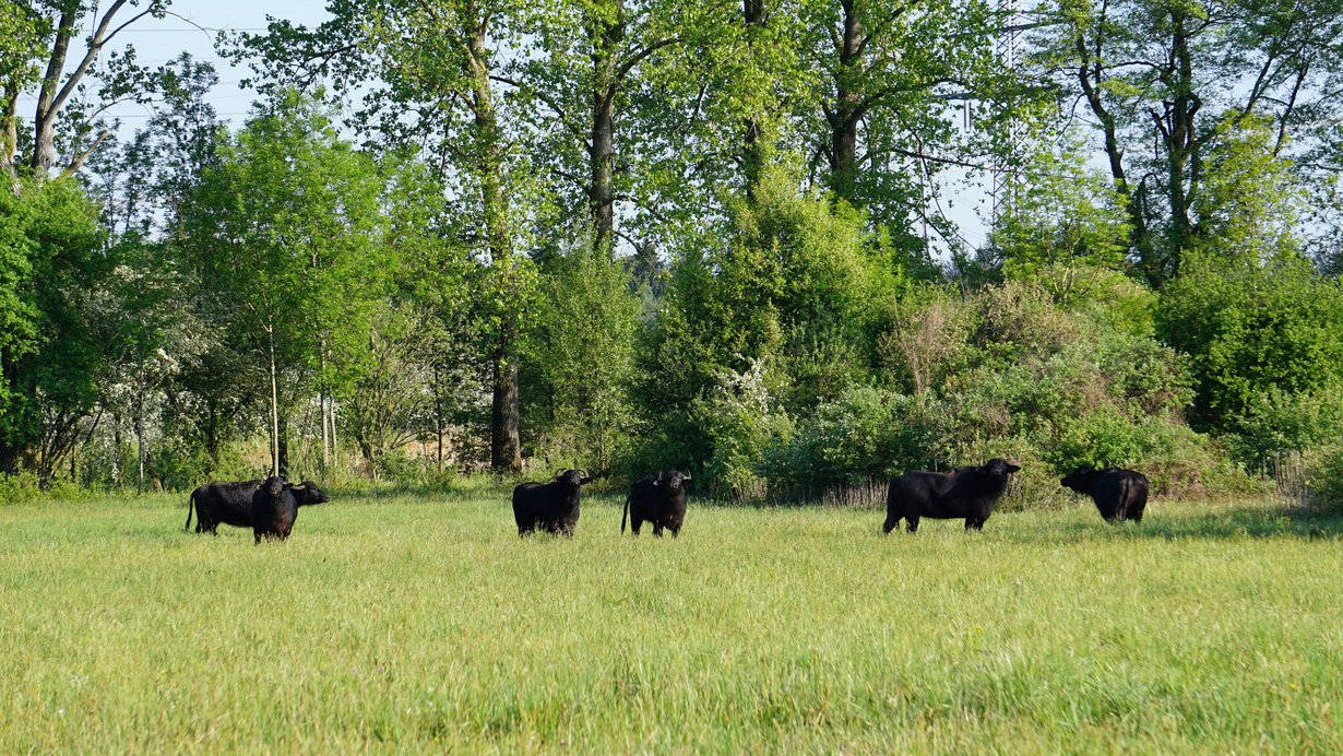 Sechs Wasserbüffel im Naturschutzgebiet Bruchgraben