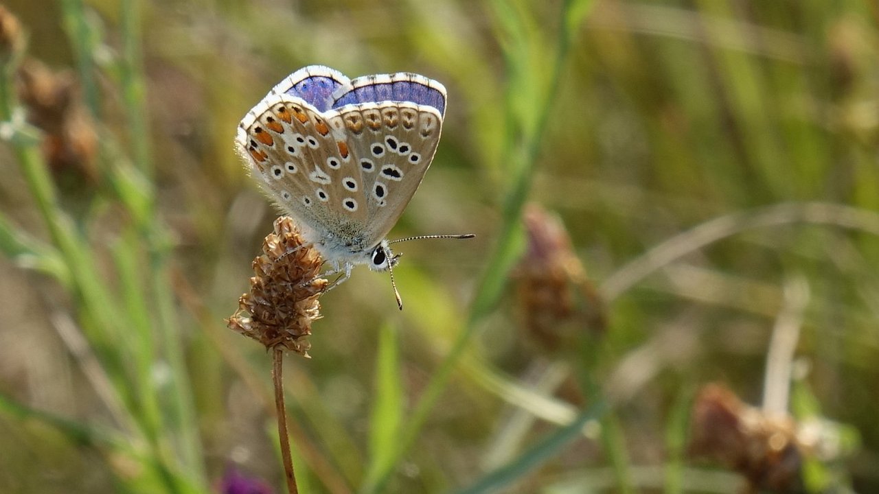 Artenreiche Magerrasen bieten Lebensraum für viele Schmetterlinge wie den Himmelblauen Bläuling