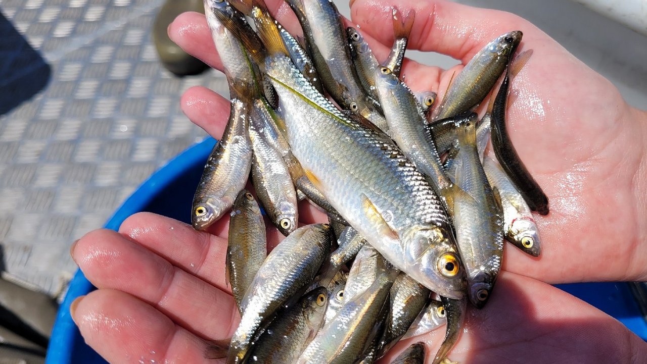 Jungfische aus der Fischkinderstube