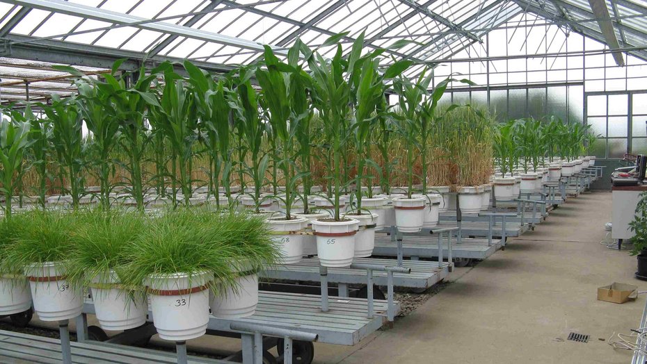 Gefäßversuche mit Weidelgras, Körnermais und Sommergerste am Landwirtschaftlichen Technologiezentrum Augustenberg (LTZ)