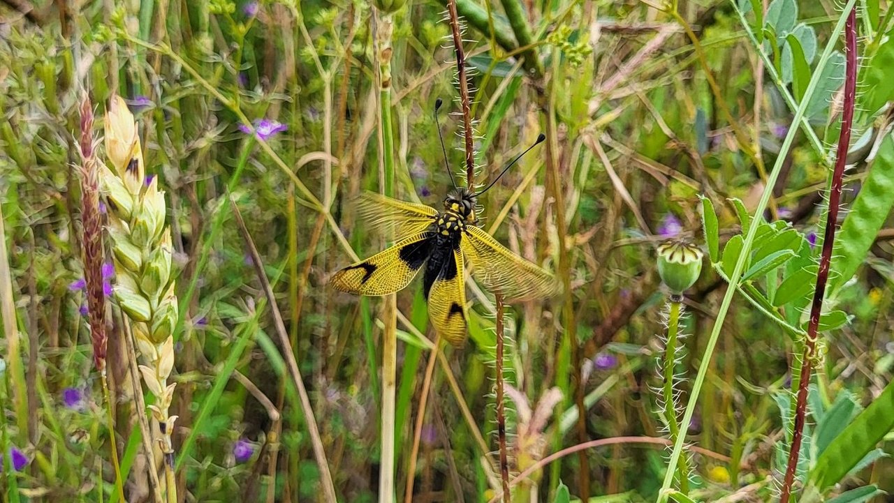 Langfühleriger Schmetterlingshaft (Libelloides longicornis) im Hardheimer Extensivacker