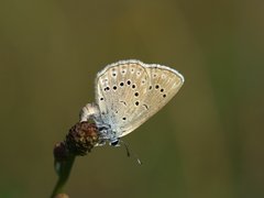 Heller Wiesenknopf-Ameisen-Bläuling bei der Eiablage nahe Igelsloch