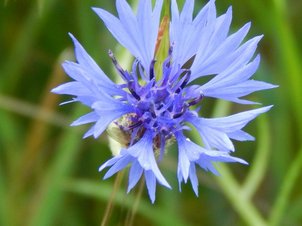Korn-Flockenblume (Centaurea cyanus)