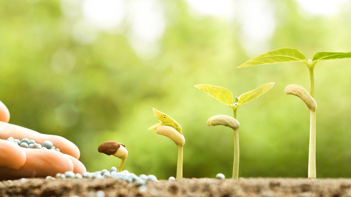 Junge Babypflanzen, die in Keimungssequenz auf fruchtbarem Boden mit natürlichem grünem Hintergrund wachsen