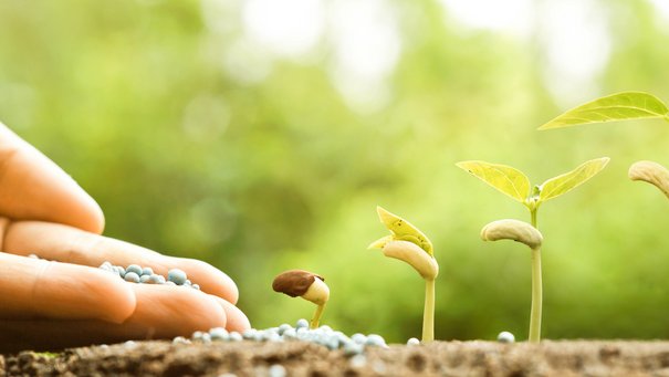 Junge Babypflanzen, die in Keimungssequenz auf fruchtbarem Boden mit natürlichem grünem Hintergrund wachsen