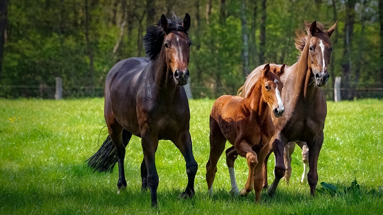 zwei Pferde und ein Fohlen toben ausgelassen auf einer grünen Pferdekoppel