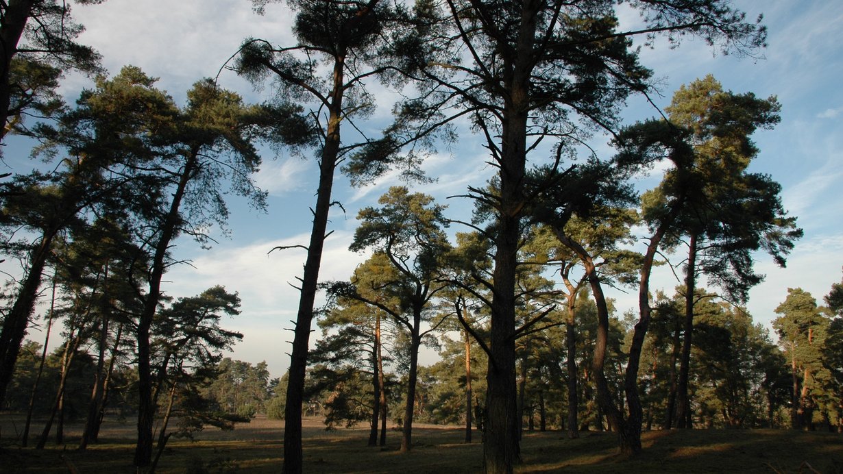 Lichter Kiefernwald
