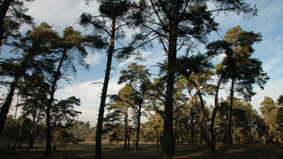 Lichter Kiefernwald