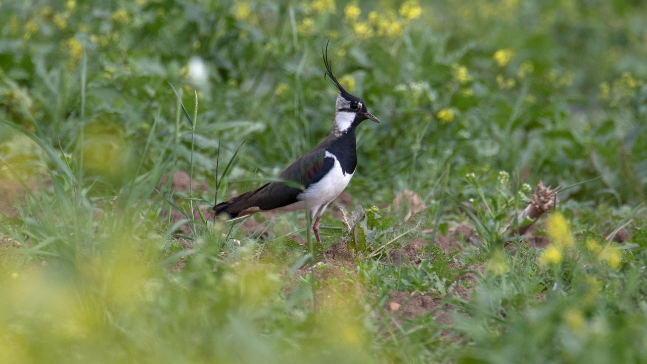 Kiebitz Schwarz weißer Kiebitz stolziert im Gras