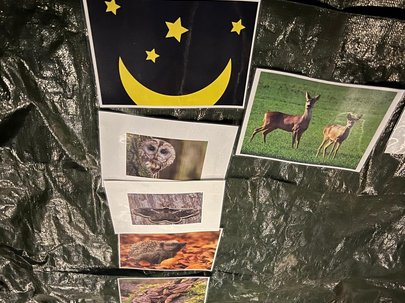  Verschiedene Tierfotos von nachtaktiven Tieren liegen untereinander angeordnet auf dem mit einer Plane ausgekleideten Boden des Pavillons.