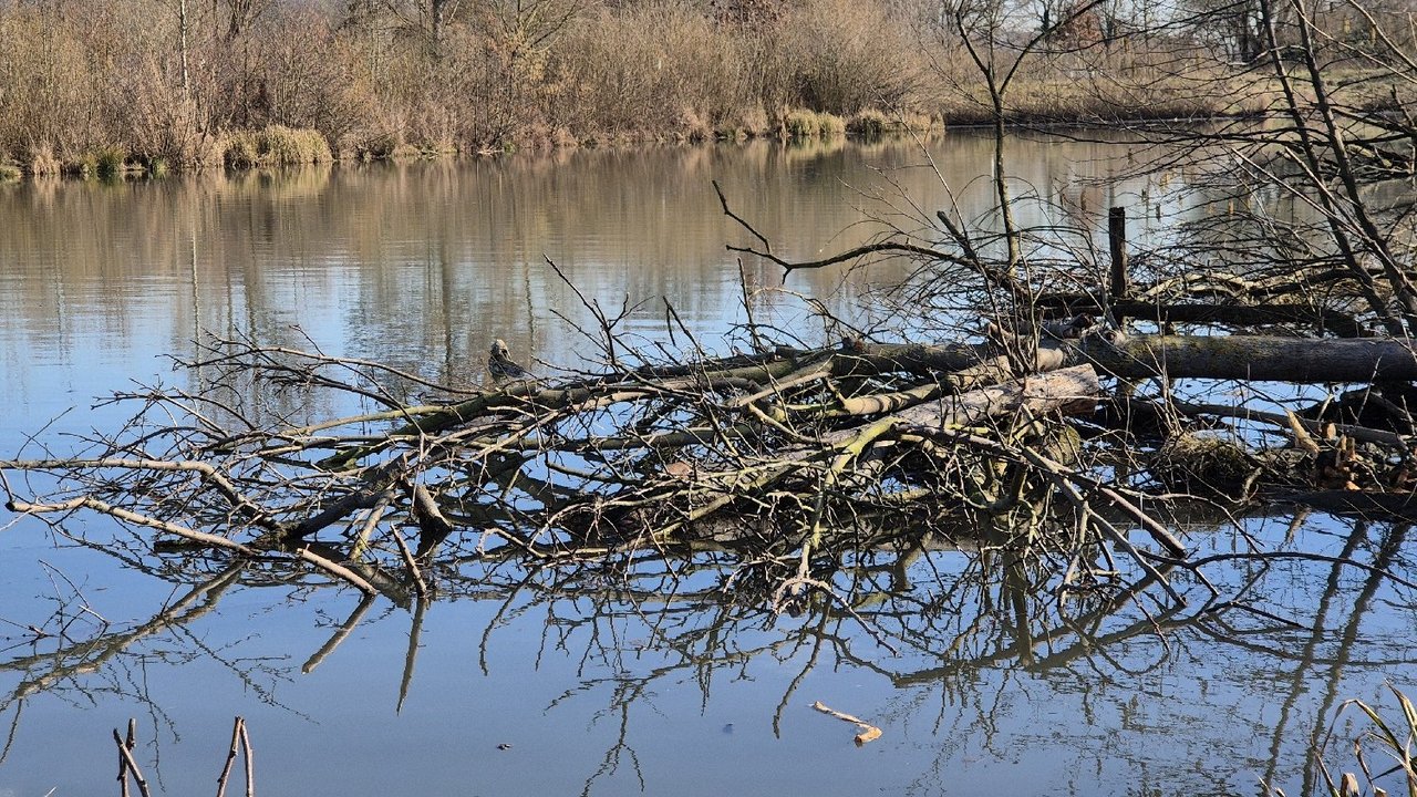 Fischkinderstube Edingen-Neckarhausen