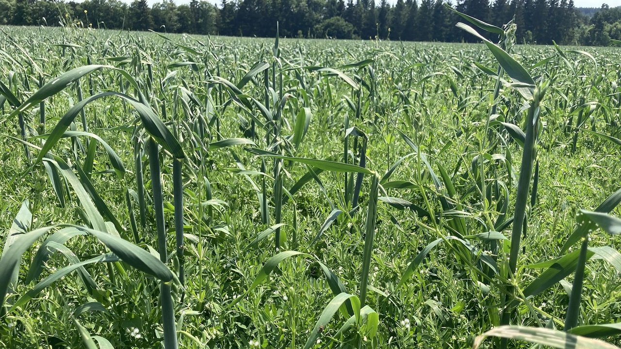Bio-Acker: Linsen mit Hafer als Stützfrucht Blick auf einen Bio-Acker: Linsen mit Hafer als Stützfrucht