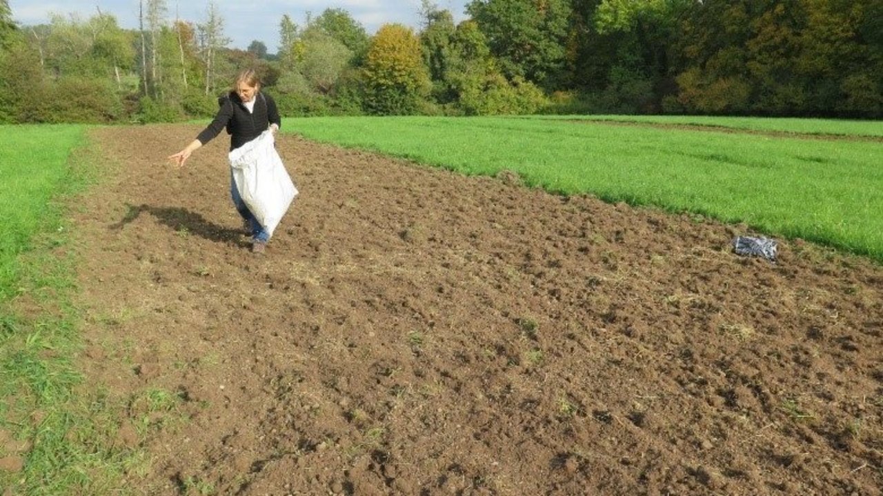 Das Saatgut wird mit der Hand oder einem Streuer gleichmäßig auf der Fläche ausgesät.