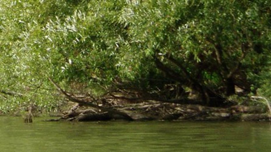 Silberweiden-Auwald, Copyright: Regierungspräsidium Karlsruhe