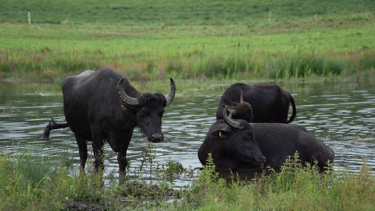 Wasserbüffel an der Wasserstelle im Naturschutzgebiet „Gedüngtes Ried“ Drei Wasserbüffel an einer Wasserstelle umgeben von grüßnen Wiesen
