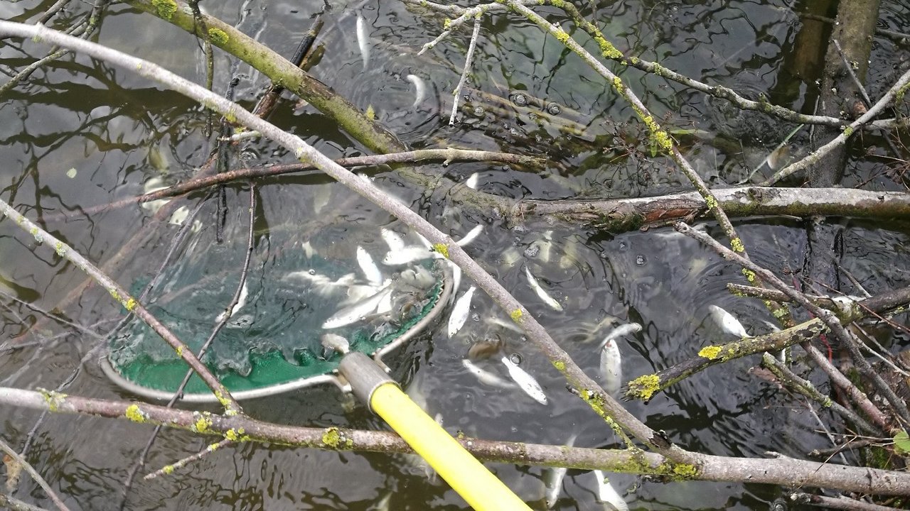 Jungfische verstecken sich im Totholz