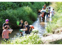 Kinder und Ökomobil-Team befinden sich in einem Bach und suchen mit Kescher und Schalen nach Gewässertieren