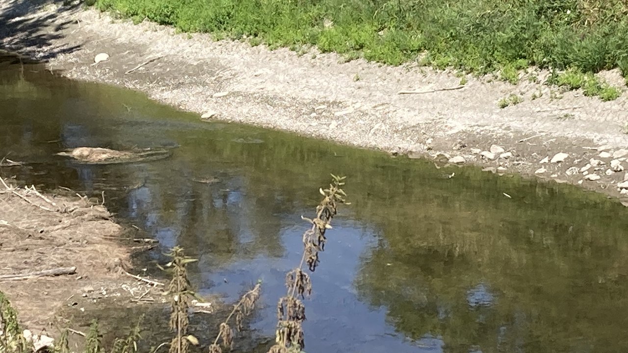 Saalbachkanal nahe Mündung in den Rußheimer Altrhein bei Niedrigwasser in 2026 