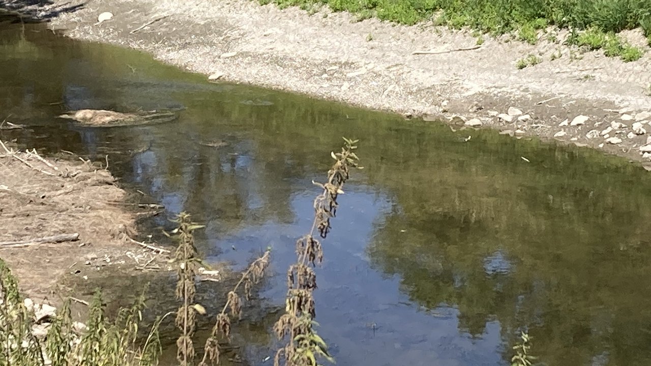 Saalbachkanal nahe Mündung in den Rußheimer Altrhein bei Niedrigwasser in 2026 