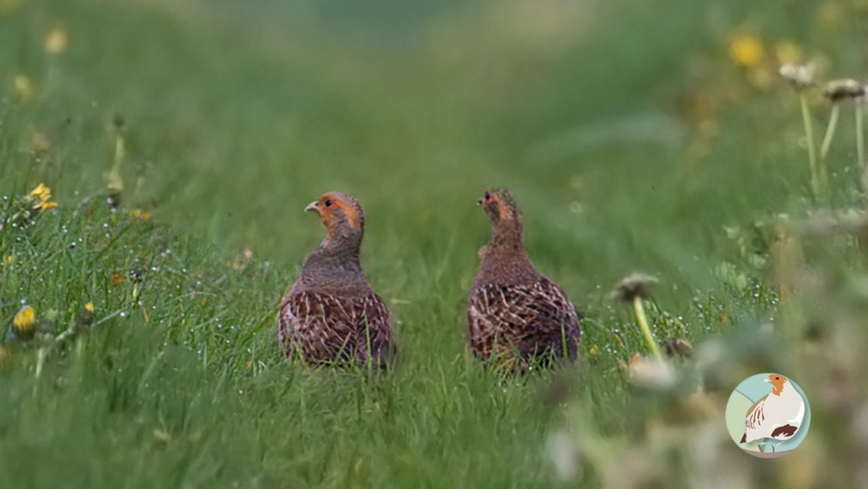 Rebhühner im Schefflenzer Tal