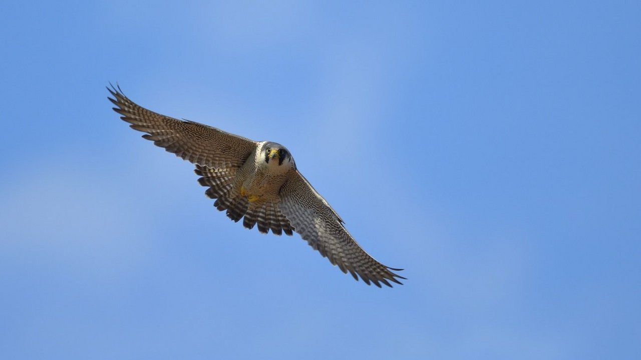 Fliegender Wanderfalke