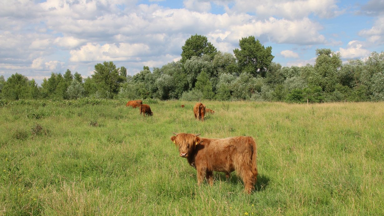 Hochlandrinder im NSG Unterer Neckar bei Ilvesheim 