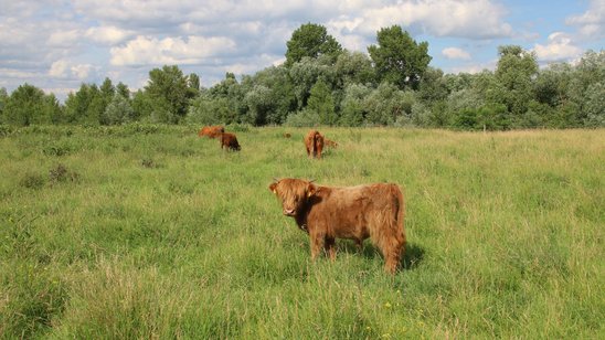 Hochlandrinder im NSG Unterer Neckar bei Ilvesheim 