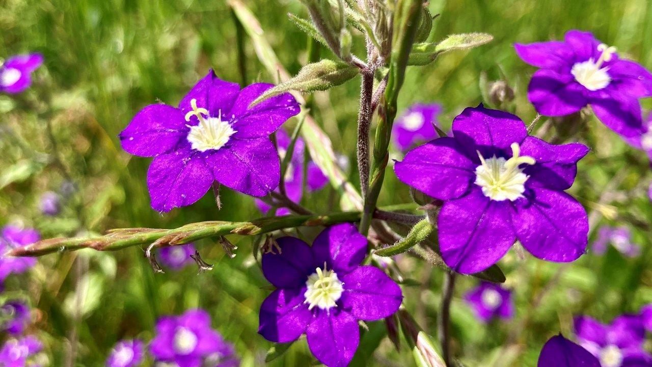 Acker-Frauenspiegel, Echter Frauenspiegel, Acker-Rittersporn, Haftdolde