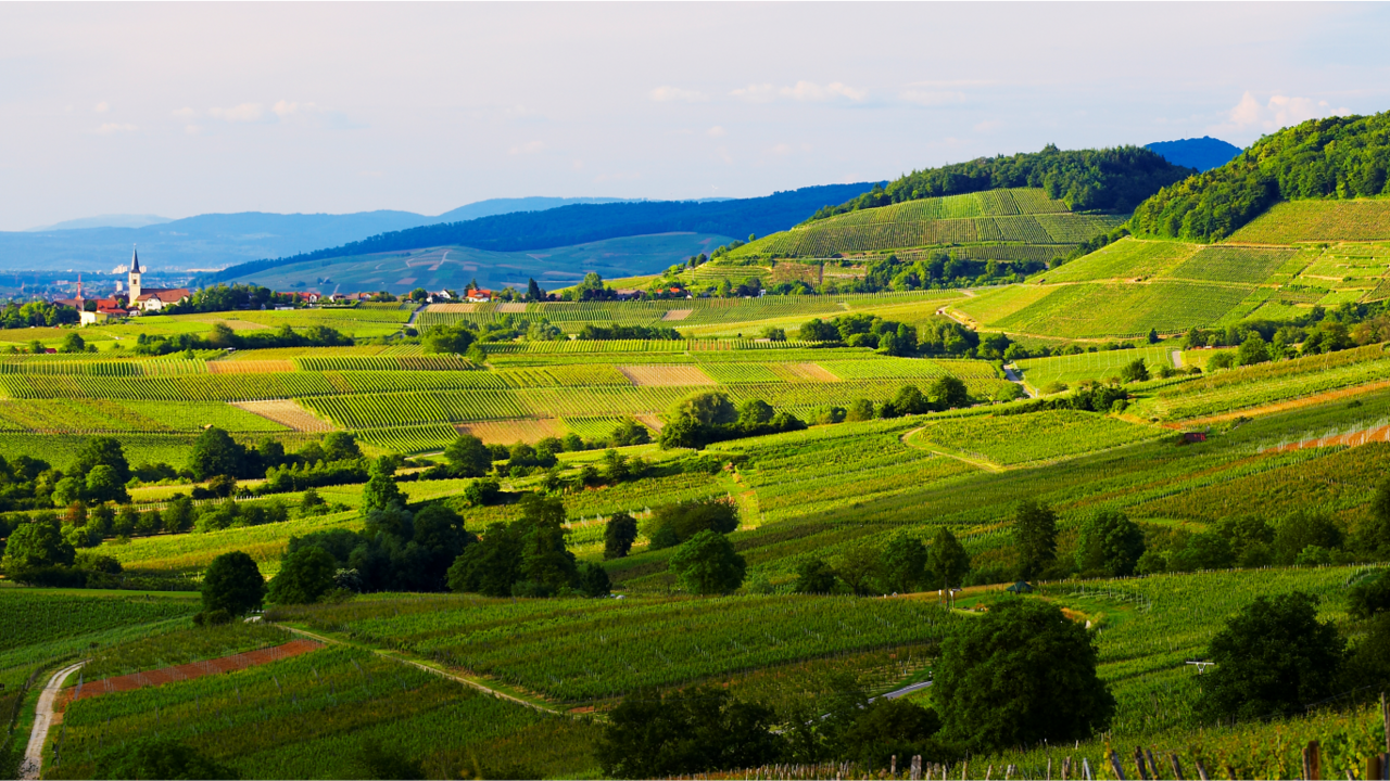 Blick ins Margräflerland